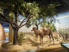 -恩格贝生态旅游区