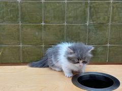 -帕帕拉兹宠物(亚洲旗舰店)