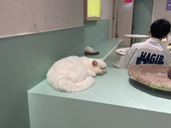 -怪兽屋·羊驼·猫咖·狗咖(俊华广场店)