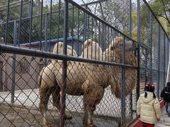 -荆州中山公园动物园