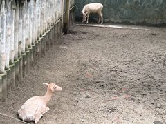-成都动物园
