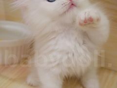 -momokira米努特·德文卷毛猫·棉花面纱犬
