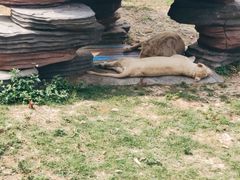 -东莞香市动物园