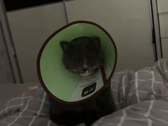 -佳怡动物医院·平价24小时·猫专科骨外科