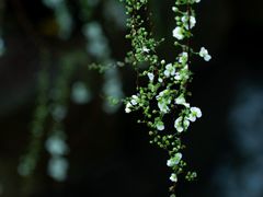 -中国茶叶博物馆(双峰馆区)