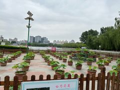 -莲花池公园