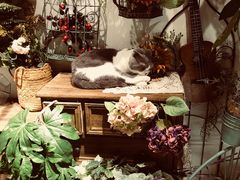 -共舞时光猫咖·狗咖(新街口店)