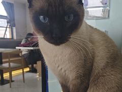 -喵园·猫主题咖啡厅·撸猫·猫咖(国贸店)