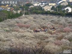 -香雪海