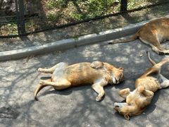 -大连森林动物园