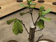 -喜茶(东莞汇一城店)