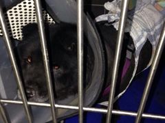 北京康乐宝动物医院-康乐宝动物医院