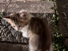 -大理文庙(大理古城)