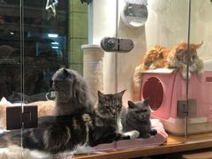 -小尾巴宠物店(万科·金域华庭店)