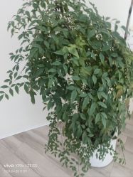-HEYAN荷妍专业脱毛连锁机构