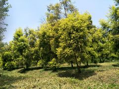 -白鹭湾湿地公园