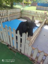 -萌宠亲子动物乐园(槐房万达店)