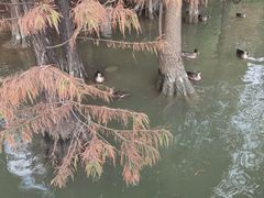 -海珠湖公园