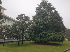 -棕榈岛海鲜自助餐厅(虹桥迎宾馆店)