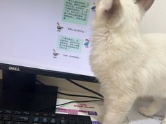 -艾贝尔宠物医院·24H转诊中心·肿瘤猫专科(江宁双龙店)