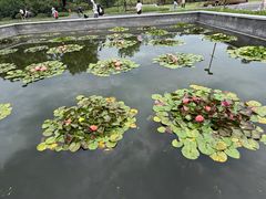-莲花池公园