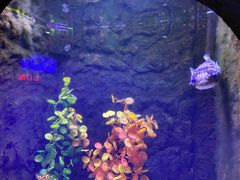 -梦幻海洋王国(吾悦广场张家港店)