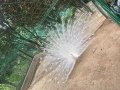 -五龙山野生动物王国