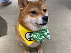 -逗柴咖啡屋·狗咖猫咖宠物桌游