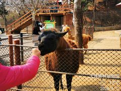 -大连森林动物园