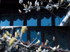 -上海醉白池公园