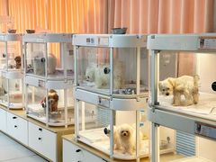 -翊宠yipet猫狗购宠庄园犬舍•猫舍