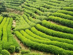 -龙坞茶村
