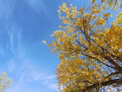 -金塔沙漠胡杨林景区