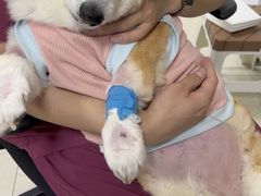-美联众合动物医院·24h转诊中心