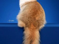 -青奢宠物·青奢猫舍