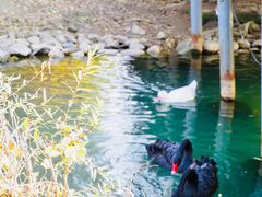 -长白岛森林公园