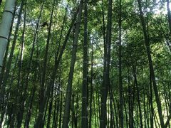 -杭州半山国家森林公园