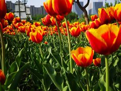 -长春公园(普阳街道)