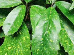 -复旦大学附属华山医院(江苏路分部)