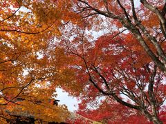 -常寂光寺