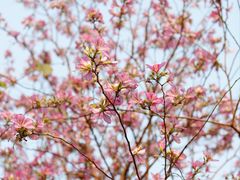 -广东花都湖国家湿地公园