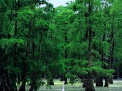 -池杉湖湿地公园