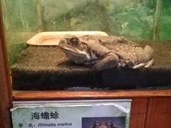 -上海大自然野生昆虫馆(东方明珠·爬宠昆虫探索中心)