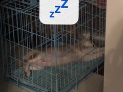 -翊宠yipet猫狗购宠庄园犬舍•猫舍