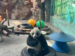 -石家庄市动物园