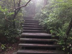-天目山大树王景区