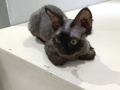 -喵的天空名猫咖啡馆·撸猫·猫舍·用品