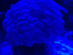 -上和臻品中国菜(花园街店)