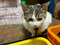 -老丘丘(较场口店)