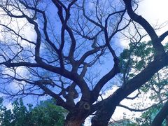 景点-九龙公园